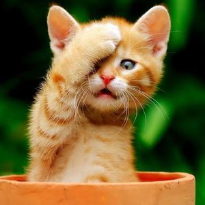 Meet your Posher, Mensah